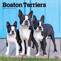 2026 Calendar Boston Terriers 16-Month Square Wall, BrownTrout BT02602