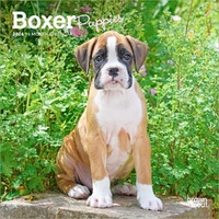 2026 Calendar Boxer Puppies 16-Month Mini Wall, BrownTrout BT02619