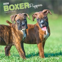 2026 Calendar Boxer Puppies 16-Month Square Wall, BrownTrout BT02626