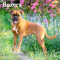 2026 Calendar Boxers International Edition 16-Month Square Wall, BrownTrout BT02633