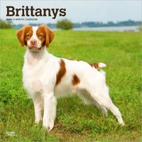 2026 Calendar Brittanys 16-Month Square Wall, BrownTrout BT02640