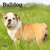 2026 Calendar Bulldog Puppies 16-Month Mini Wall, BrownTrout BT02657