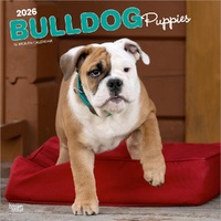 2026 Calendar Bulldog Puppies 16-Month Square Wall, BrownTrout BT02664