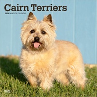 2026 Calendar Cairn Terriers 16-Month Square Wall, BrownTrout BT02701