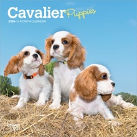 2026 Calendar Cavalier Puppies 16-Month Mini Wall, BrownTrout BT02800