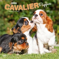 2026 Calendar Cavalier Puppies 16-Month Square Wall, BrownTrout BT02817