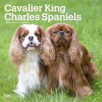 2026 Calendar Cavalier King Charles Spaniels 16-Month Square Wall, BrownTrout BT02824