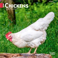 2026 Calendar Chickens 16-Month Mini Wall, BrownTrout BT02879