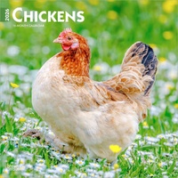 2026 Calendar Chickens 16-Month Square Wall, BrownTrout BT02909