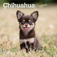 2026 Calendar Chihuahua Puppies 16-Month Mini Wall, BrownTrout BT02916
