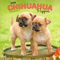 2026 Calendar Chihuahua Puppies 16-Month Square Wall, BrownTrout BT02923