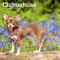 2026 Calendar Chihuahuas 16-Month Square Wall, BrownTrout BT02947