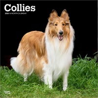2026 Calendar Collies 16-Month Square Wall, BrownTrout BT02985