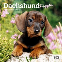 2026 Calendar Dachshund Puppies 16-Month Mini Wall, BrownTrout BT03081