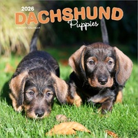 2026 Calendar Dachshund Puppies 16-Month Square Wall, BrownTrout BT03098