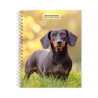 2026 16-Month Planner Dachshunds Monthly/Weekly, BrownTrout BT03104