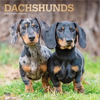 2026 Calendar Dachshunds 16-Month Square Wall, BrownTrout BT03128