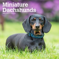 2026 Calendar Miniature Dachshunds 16-Month Square Wall, BrownTrout BT03135