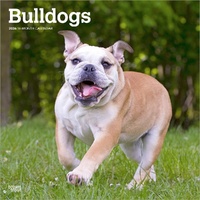 2026 Calendar Bulldogs 16-Month Square Wall, BrownTrout BT03210