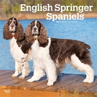 2026 Calendar English Springer Spaniels 16-Month Square Wall, BrownTrout BT03227