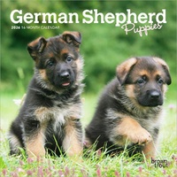 2026 Calendar German Shepherd Puppies 16-Month Mini Wall, BrownTrout BT03357