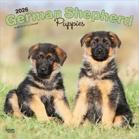 2026 Calendar German Shepherd Puppies 16-Month Square Wall, BrownTrout BT03364