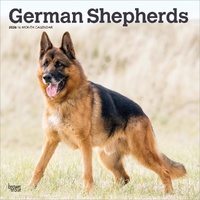 2026 Calendar German Shepherds 16-Month Square Wall, BrownTrout BT03388