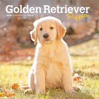 2026 Calendar Golden Retriever Puppies 16-Month Mini Wall, BrownTrout BT03456