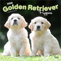 2026 Calendar Golden Retriever Puppies 16-Month Square Wall, BrownTrout BT03463