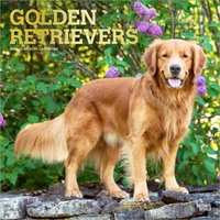 2026 Calendar Golden Retrievers 16-Month Square Wall, BrownTrout BT03494