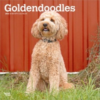 2026 Calendar Goldendoodles 16-Month Square Wall, BrownTrout BT03500