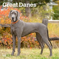 2026 Calendar Great Danes 16-Month Square Wall, BrownTrout BT03524