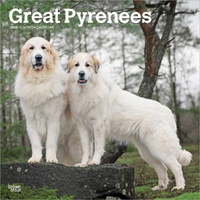 2026 Calendar Great Pyrenees 16-Month Square Wall, BrownTrout BT03531