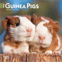 2026 Calendar Guinea Pigs 16-Month Mini Wall, BrownTrout BT03562