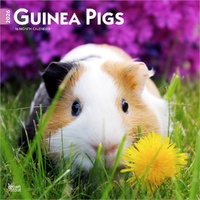 2026 Calendar Guinea Pigs 16-Month Square Wall, BrownTrout BT03579