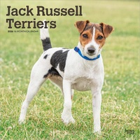 2026 Calendar Jack Russell Terriers 16-Month Square Wall, BrownTrout BT03975