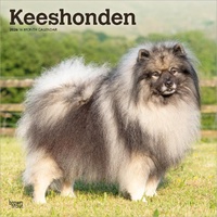 2026 Calendar Keeshonden 16-Month Square Wall, BrownTrout BT04033