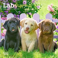 2026 Calendar Lab Puppies 16-Month Mini Wall, BrownTrout BT04163