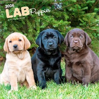 2026 Calendar Lab Puppies 16-Month Square Wall, BrownTrout BT04170