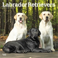 2026 Calendar Labrador Retrievers 16-Month Square Wall, BrownTrout BT04224