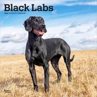 2026 Calendar Black Labs 16-Month Square Wall, BrownTrout BT04248