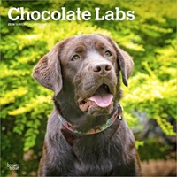 2026 Calendar Chocolate Labs 16-Month Square Wall, BrownTrout BT04255