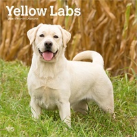 2026 Calendar Yellow Labs 16-Month Square Wall, BrownTrout BT04262