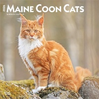 2026 Calendar Maine Coon Cats 16-Month Square Wall, BrownTrout BT04460