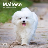 2026 Calendar Maltese 16-Month Mini Wall, BrownTrout BT04507