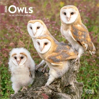 2026 Calendar Owls 16-Month Mini Wall, BrownTrout BT05047