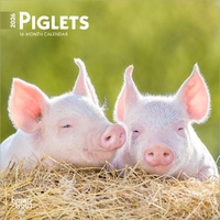 2026 Calendar Piglets 16-Month Mini Wall, BrownTrout BT05122