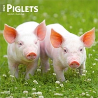 2026 Calendar Piglets 16-Month Square Wall, BrownTrout BT05139