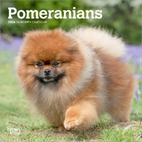 2026 Calendar Pomeranians 16-Month Mini Wall, BrownTrout BT05146