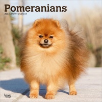 2026 Calendar Pomeranians 16-Month Square Wall, BrownTrout BT05153